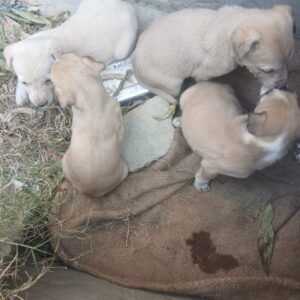 1bea68f9-25cd-4084-b024-1ceebc5c5ff9