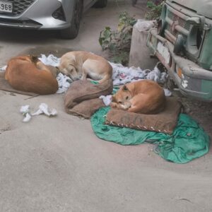 6b6c25f5-1667-4cac-b6d6-fd7513a0c3c8