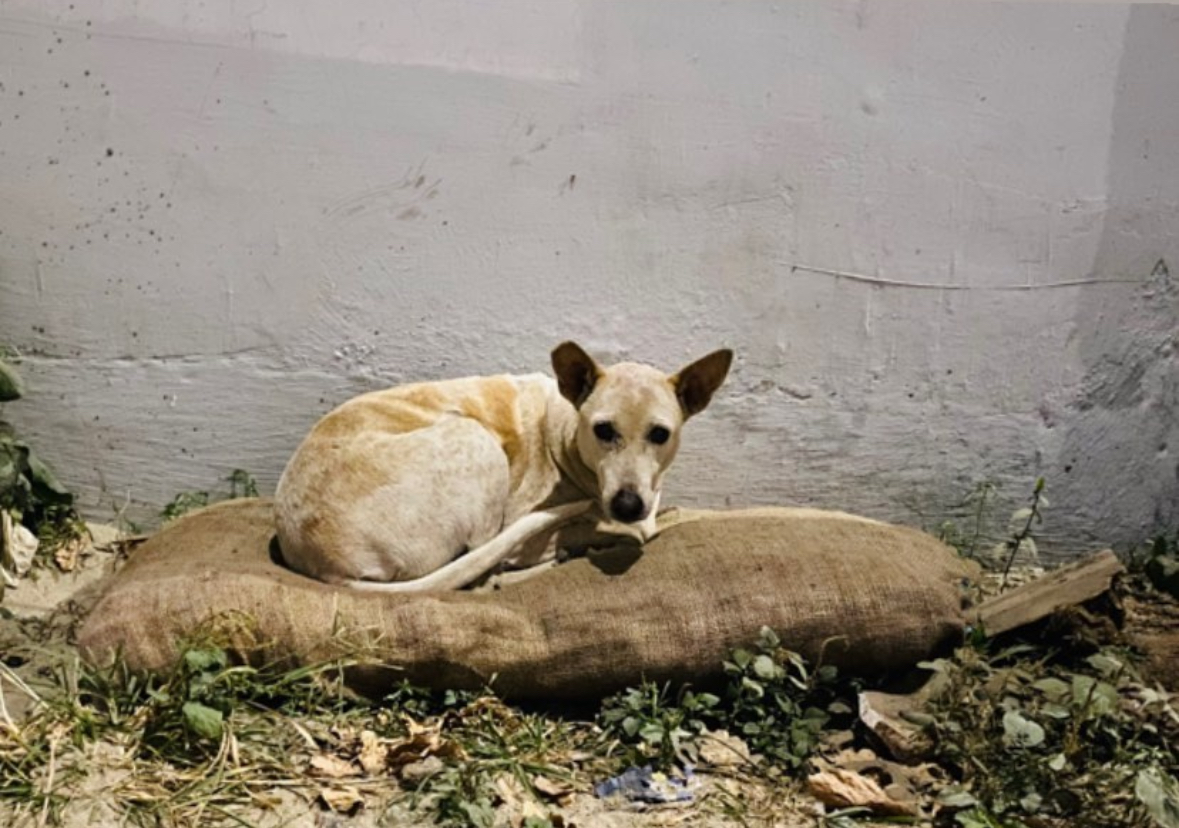 HUNK PET SHOP WATERPROOF BORIBED FOR STRAY DOGS , VERY WARM AND COMFORTABLE FOR STRAYS ,AFFORDABLE ,AND STANDARD SIZE - Image 4