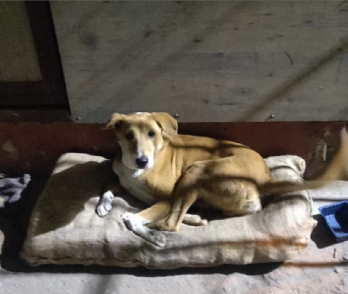 HUNK PET SHOP WATERPROOF BORIBED FOR STRAY DOGS , VERY WARM AND COMFORTABLE FOR STRAYS ,AFFORDABLE ,AND STANDARD SIZE - Image 3