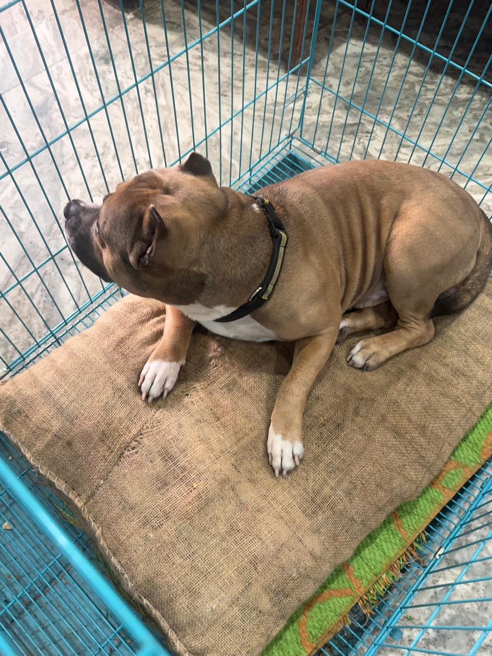 HUNK PET SHOP NORMAL BORIBED FOR STRAY DOGS , VERY WARM AND COMFORTABLE FOR STRAYS ,AFFORDABLE ,AND STANDARD SIZE - Image 3