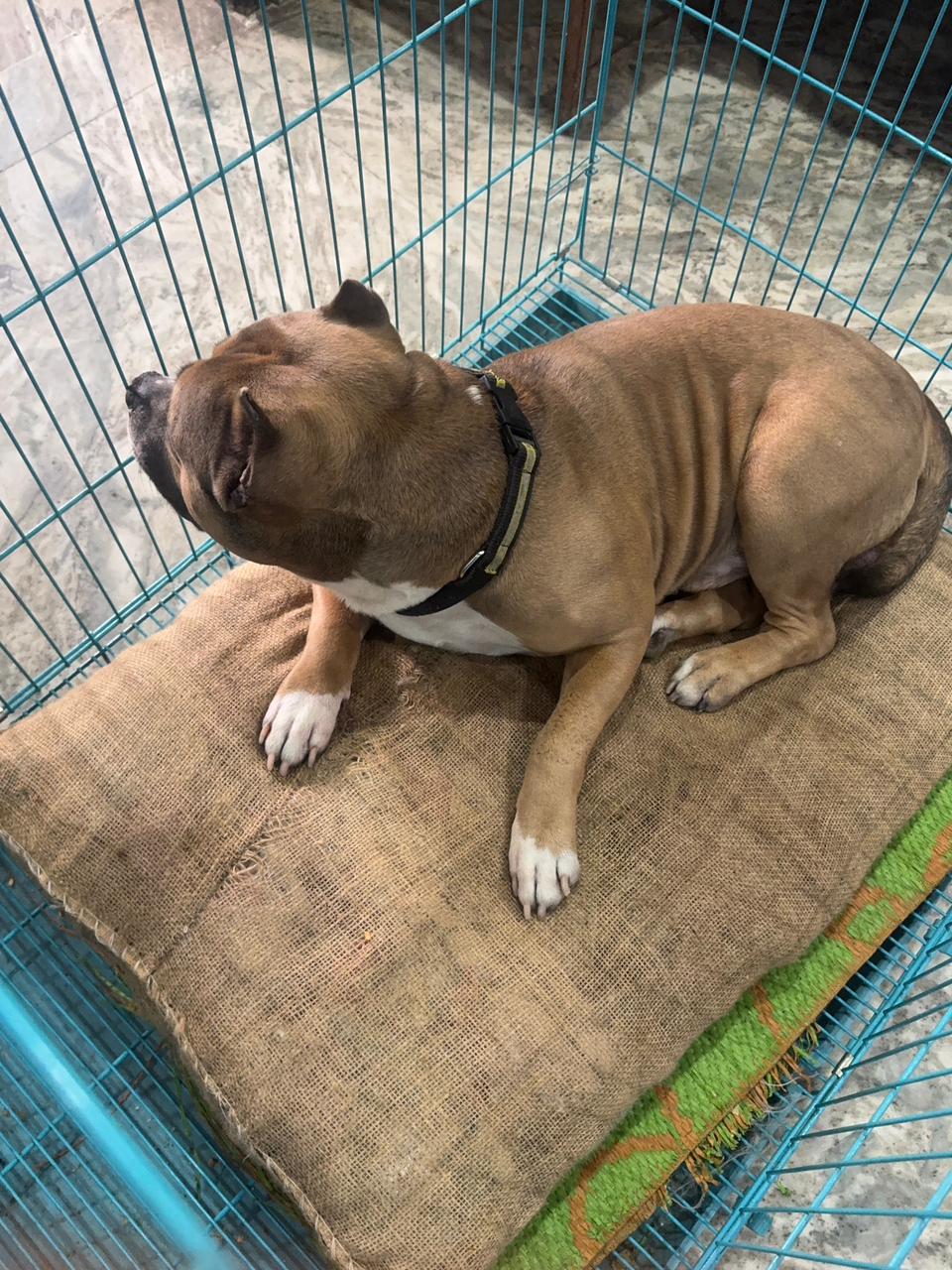 HUNK PET SHOP NORMAL BORIBED FOR STRAY DOGS , VERY WARM AND COMFORTABLE FOR STRAYS ,AFFORDABLE ,AND STANDARD SIZE - Image 4