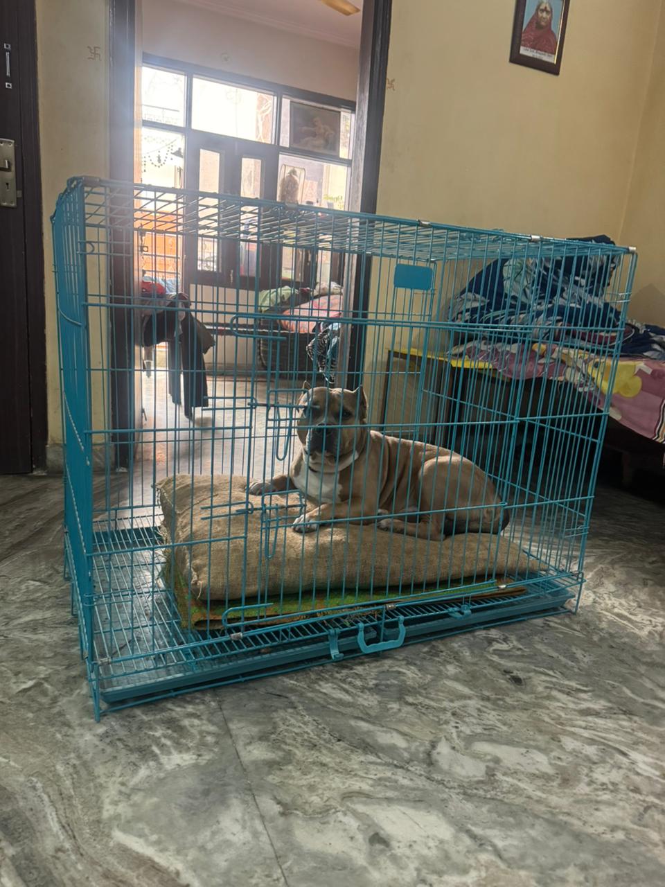 HUNK PET SHOP NORMAL BORIBED FOR STRAY DOGS , VERY WARM AND COMFORTABLE FOR STRAYS ,AFFORDABLE ,AND STANDARD SIZE - Image 5