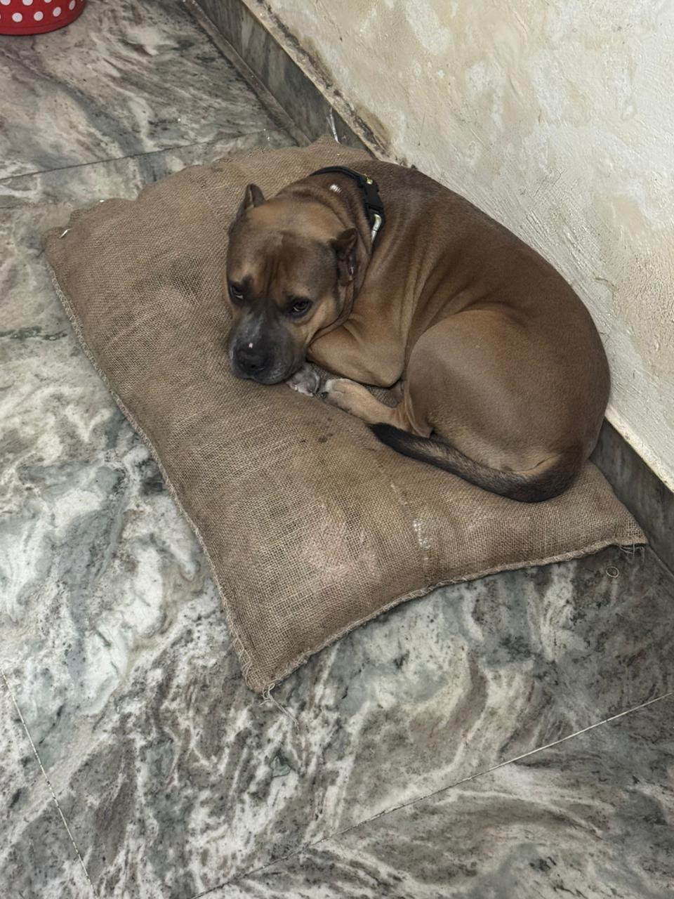 HUNK PET SHOP NORMAL BORIBED FOR STRAY DOGS , VERY WARM AND COMFORTABLE FOR STRAYS ,AFFORDABLE ,AND STANDARD SIZE - Image 6