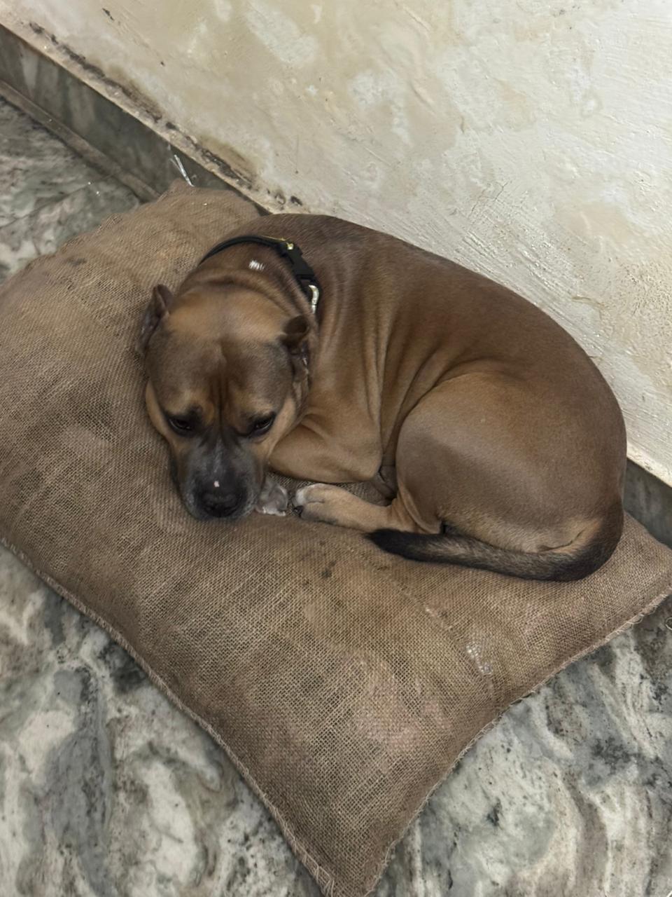 HUNK PET SHOP NORMAL BORIBED FOR STRAY DOGS , VERY WARM AND COMFORTABLE FOR STRAYS ,AFFORDABLE ,AND STANDARD SIZE - Image 7