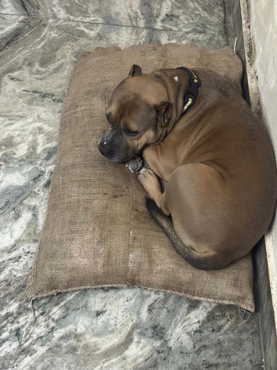 HUNK PET SHOP NORMAL BORIBED FOR STRAY DOGS , VERY WARM AND COMFORTABLE FOR STRAYS ,AFFORDABLE ,AND STANDARD SIZE - Image 8