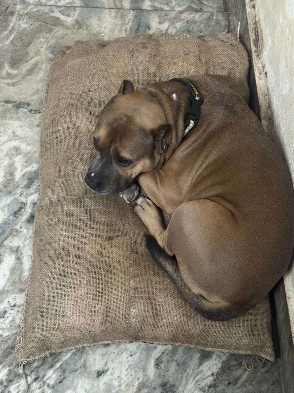 HUNK PET SHOP WATERPROOF BORIBED FOR STRAY DOGS , VERY WARM AND COMFORTABLE FOR STRAYS ,AFFORDABLE ,AND STANDARD SIZE - Image 11