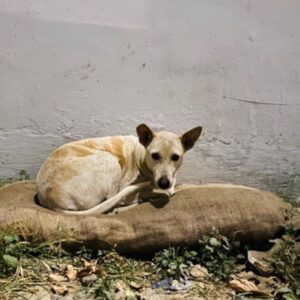 HUNK PET SHOP NORMAL BORIBED FOR STRAY DOGS , VERY WARM AND COMFORTABLE FOR STRAYS ,AFFORDABLE ,AND STANDARD SIZE