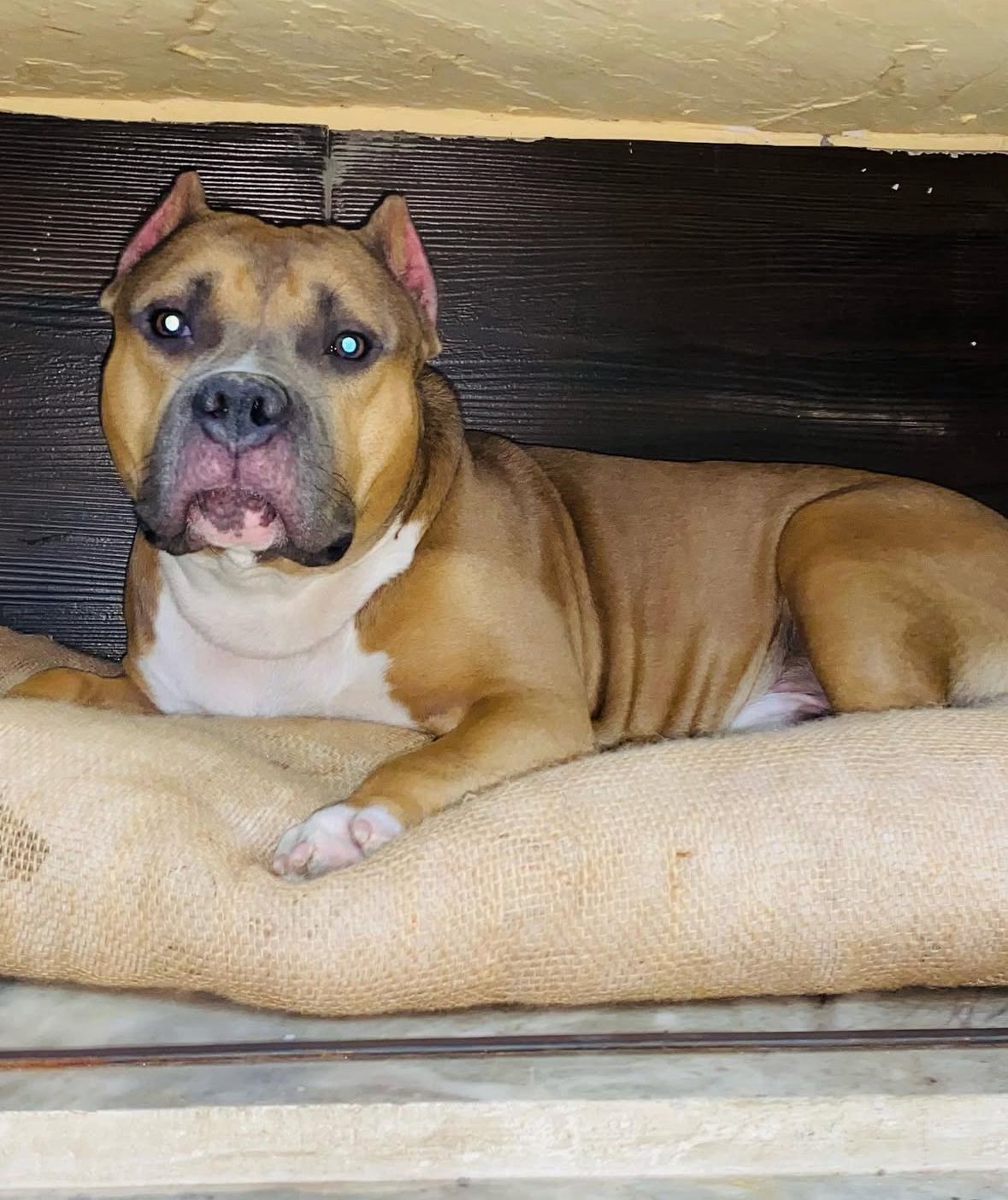 HUNK PET SHOP WATERPROOF BORIBED FOR STRAY DOGS , VERY WARM AND COMFORTABLE FOR STRAYS ,AFFORDABLE ,AND STANDARD SIZE