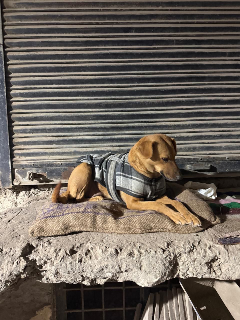 HUNK PET SHOP NORMAL BORIBED FOR STRAY DOGS , VERY WARM AND COMFORTABLE FOR STRAYS ,AFFORDABLE ,AND STANDARD SIZE - Image 10