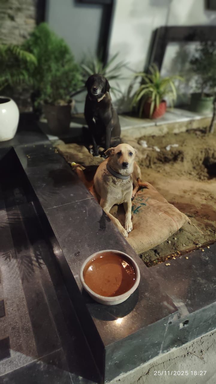 HUNK PET SHOP WATERPROOF BORIBED FOR STRAY DOGS , VERY WARM AND COMFORTABLE FOR STRAYS ,AFFORDABLE ,AND STANDARD SIZE - Image 15