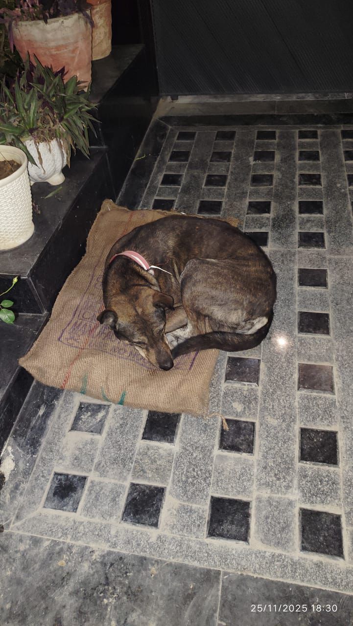 HUNK PET SHOP WATERPROOF BORIBED FOR STRAY DOGS , VERY WARM AND COMFORTABLE FOR STRAYS ,AFFORDABLE ,AND STANDARD SIZE - Image 16