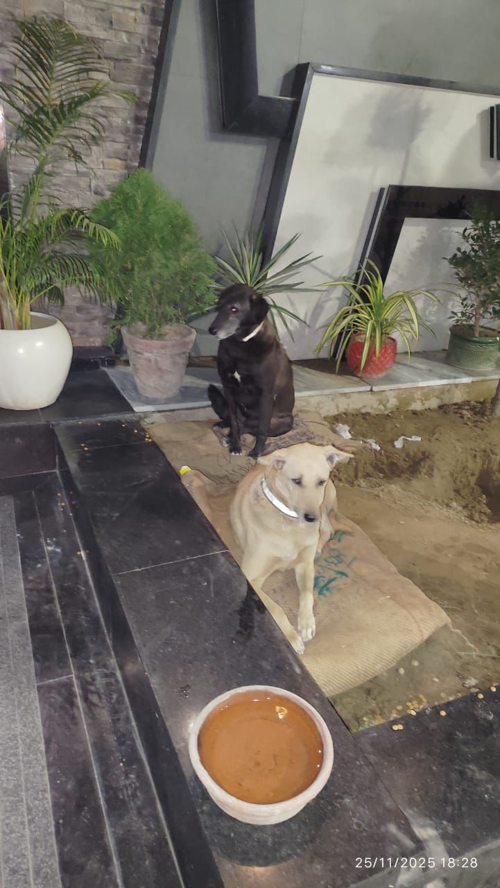 HUNK PET SHOP NORMAL BORIBED FOR STRAY DOGS , VERY WARM AND COMFORTABLE FOR STRAYS ,AFFORDABLE ,AND STANDARD SIZE - Image 14