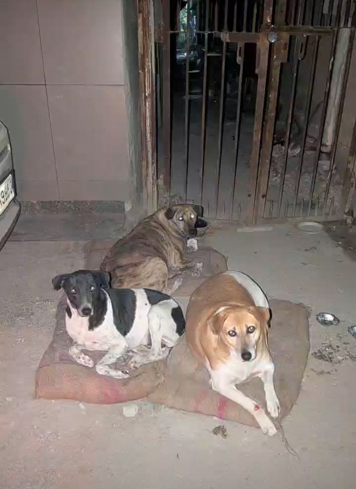 HUNK PET SHOP WATERPROOF BORIBED FOR STRAY DOGS , VERY WARM AND COMFORTABLE FOR STRAYS ,AFFORDABLE ,AND STANDARD SIZE - Image 18