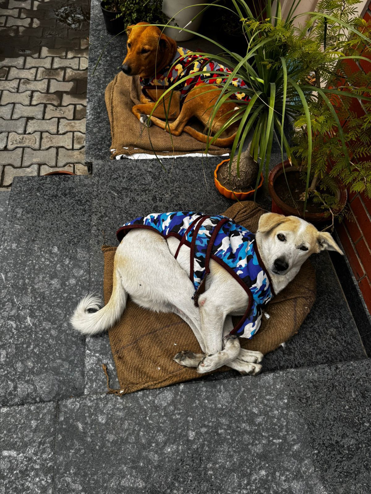 HUNK PET SHOP NORMAL BORIBED FOR STRAY DOGS , VERY WARM AND COMFORTABLE FOR STRAYS ,AFFORDABLE ,AND STANDARD SIZE - Image 18