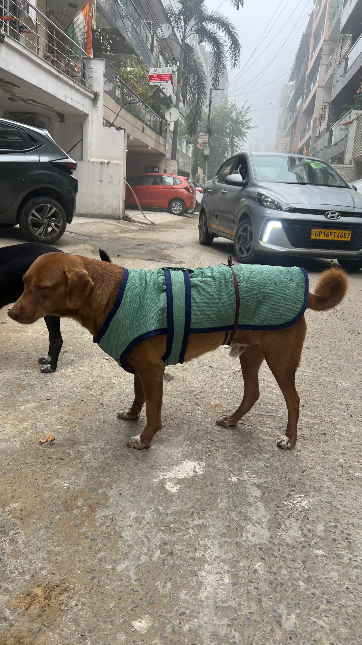 HUNK PET SHOP JACKETS & DOG COAT FOR WINTER ULTRA WARM CAMOUFLAGE ARMY COAT THIVKER FLEECE DOG HOODIE VEST FOR COLD WEATHER SMALL SIZE COLOUR MAY VARY ( ALL SIZES)