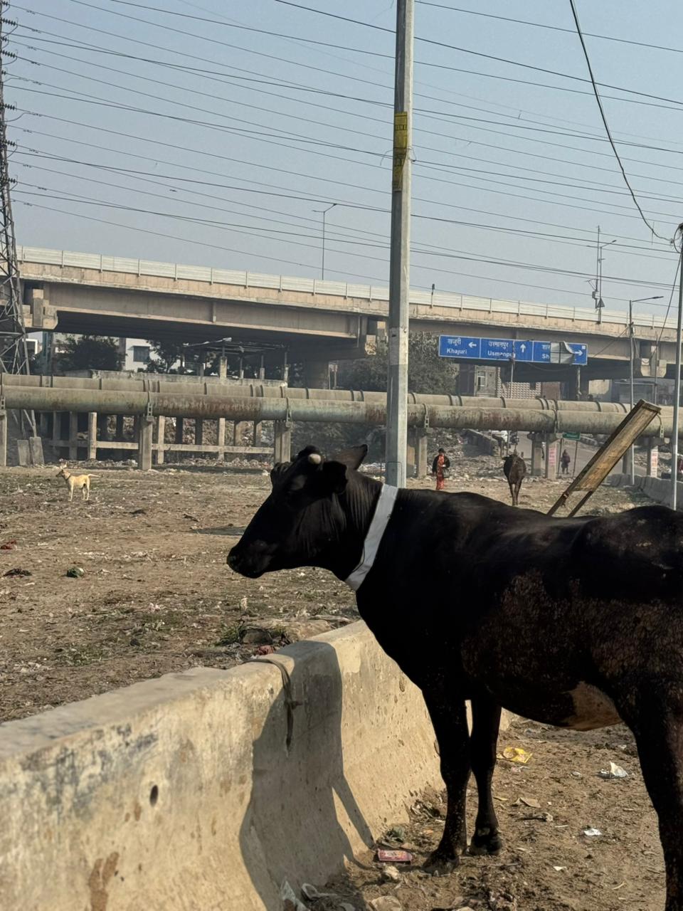 HUNK PET SHOP | COW COLLAR SAFETY REFLECTOR BELT FOR NIGHT VISIBLITY-ADJUSTABLE AND DURABLE