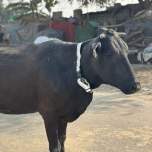 HUNK PET SHOP | COW COLLAR SAFETY REFLECTOR BELT FOR NIGHT VISIBLITY-ADJUSTABLE AND DURABLE