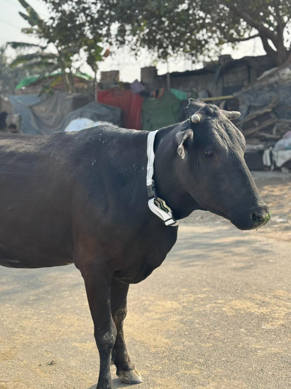 HUNK PET SHOP | COW COLLAR SAFETY REFLECTOR BELT FOR NIGHT VISIBLITY-ADJUSTABLE AND DURABLE