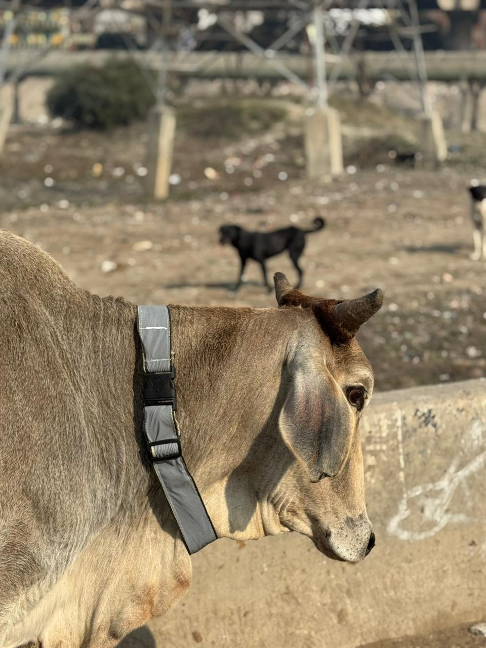 HUNK PET SHOP | COW COLLAR SAFETY REFLECTOR BELT FOR NIGHT VISIBLITY-ADJUSTABLE AND DURABLE - Image 17