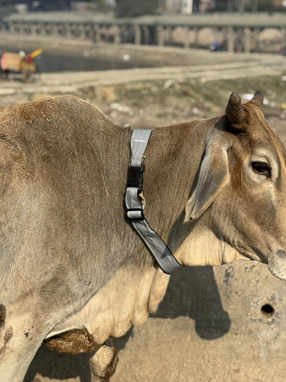 HUNK PET SHOP | COW COLLAR SAFETY REFLECTOR BELT FOR NIGHT VISIBLITY-ADJUSTABLE AND DURABLE - Image 18