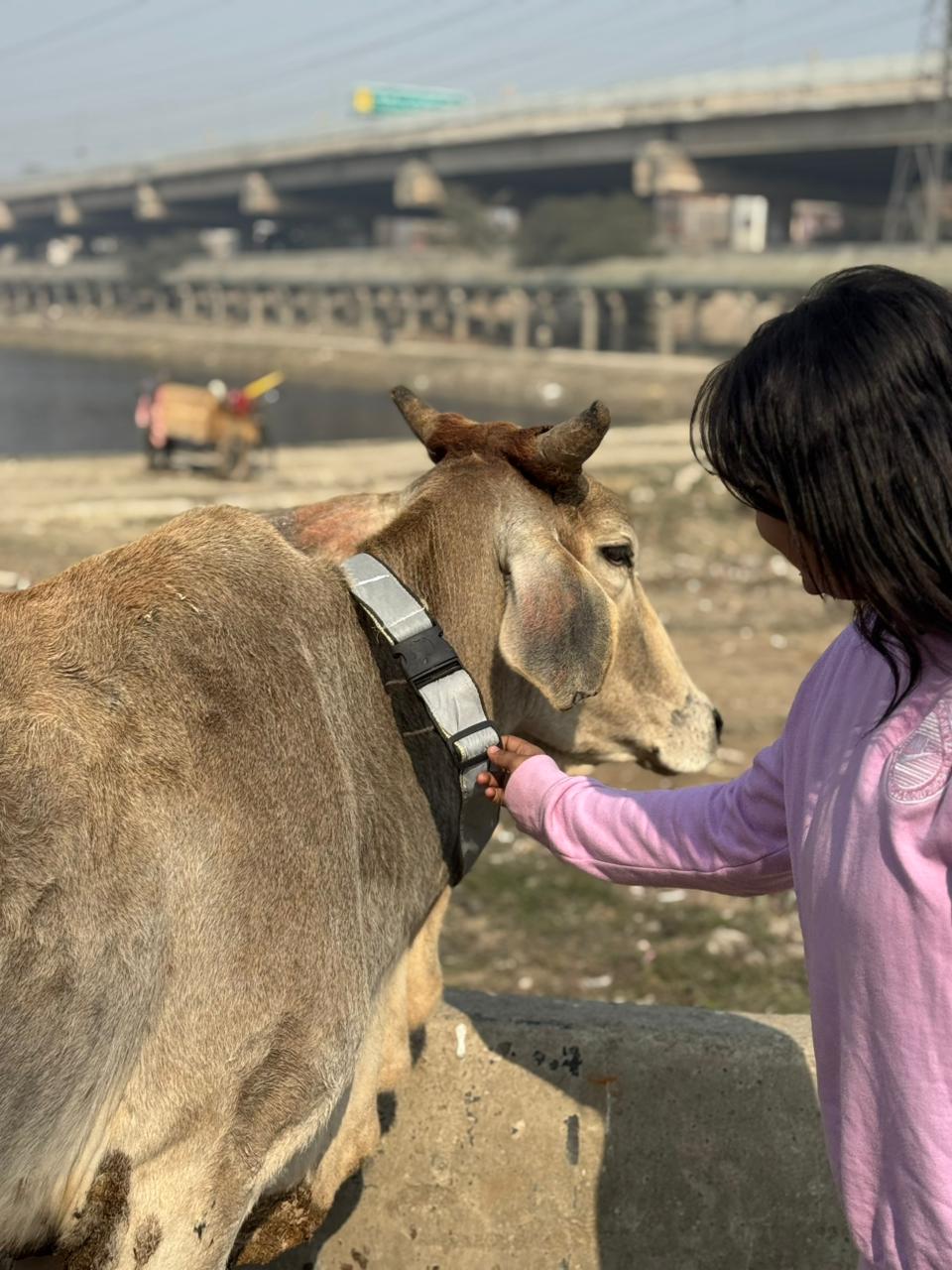 HUNK PET SHOP | COW COLLAR SAFETY REFLECTOR BELT FOR NIGHT VISIBLITY-ADJUSTABLE AND DURABLE - Image 6