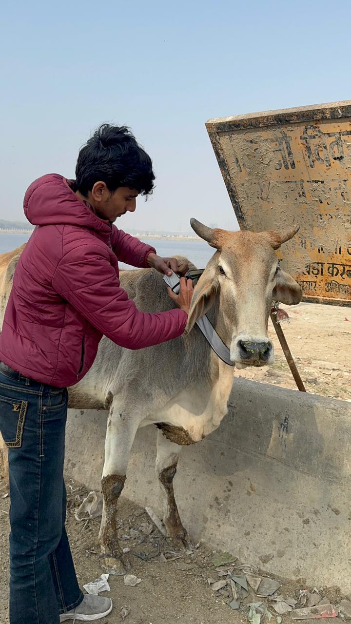 HUNK PET SHOP | COW COLLAR SAFETY REFLECTOR BELT FOR NIGHT VISIBLITY-ADJUSTABLE AND DURABLE - Image 8