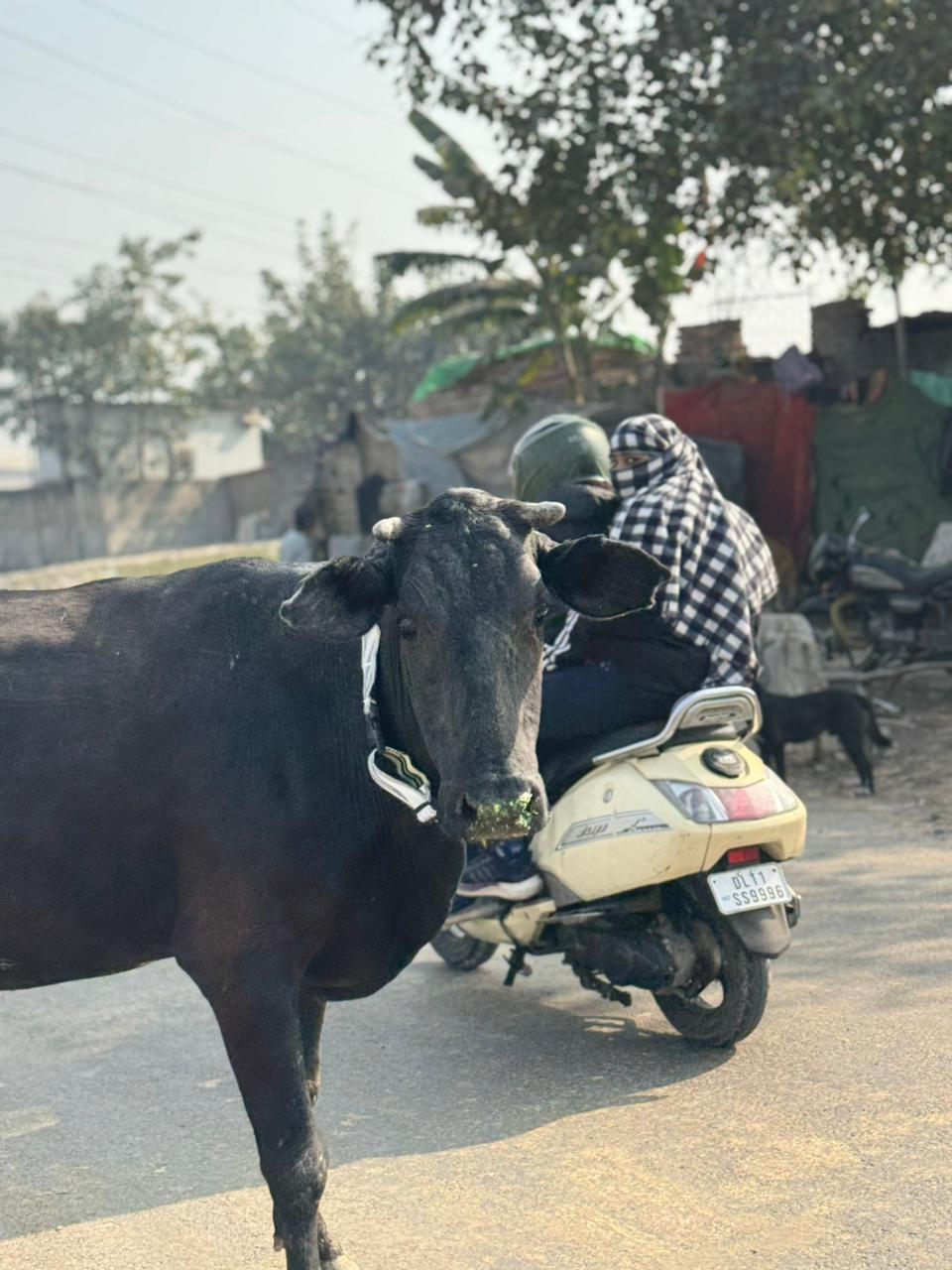 HUNK PET SHOP | COW COLLAR SAFETY REFLECTOR BELT FOR NIGHT VISIBLITY-ADJUSTABLE AND DURABLE - Image 9