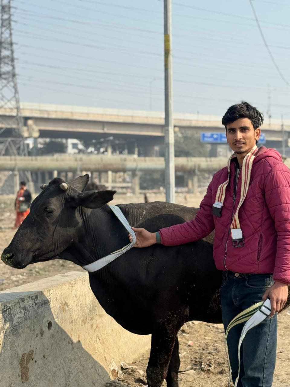 HUNK PET SHOP | COW COLLAR SAFETY REFLECTOR BELT FOR NIGHT VISIBLITY-ADJUSTABLE AND DURABLE - Image 10