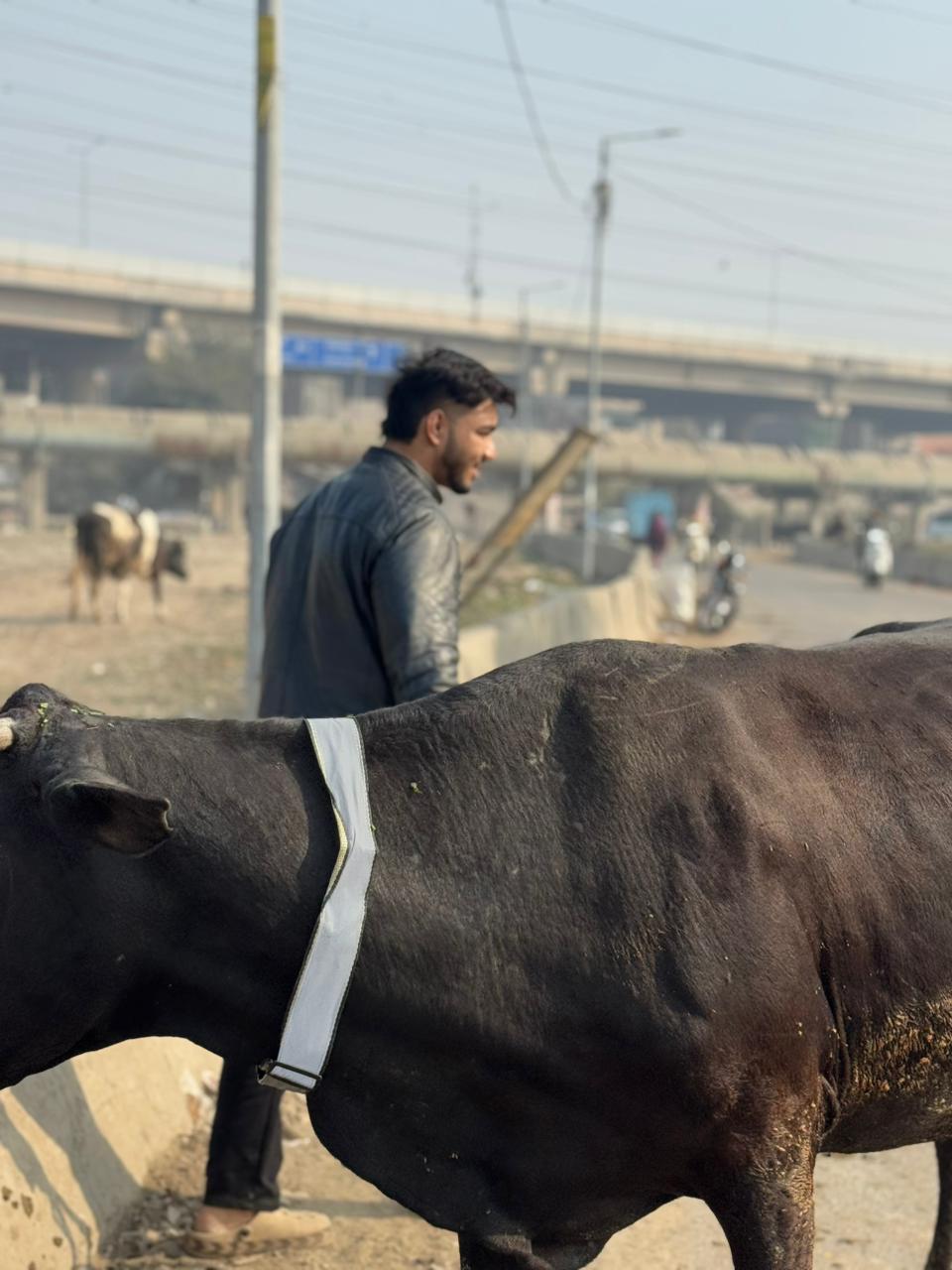 HUNK PET SHOP | COW COLLAR SAFETY REFLECTOR BELT FOR NIGHT VISIBLITY-ADJUSTABLE AND DURABLE - Image 12