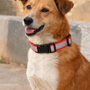 HUNK PET SHOP | REFLECTIVE DOG COLLAR , FEATURES WITH ADJUSTABLE AND DURABLE, NYLON DOG BELT , HEAVY METAL D-RING AND STRONG BUCKLE, FOR DOGS ( MULTICOLOUR)