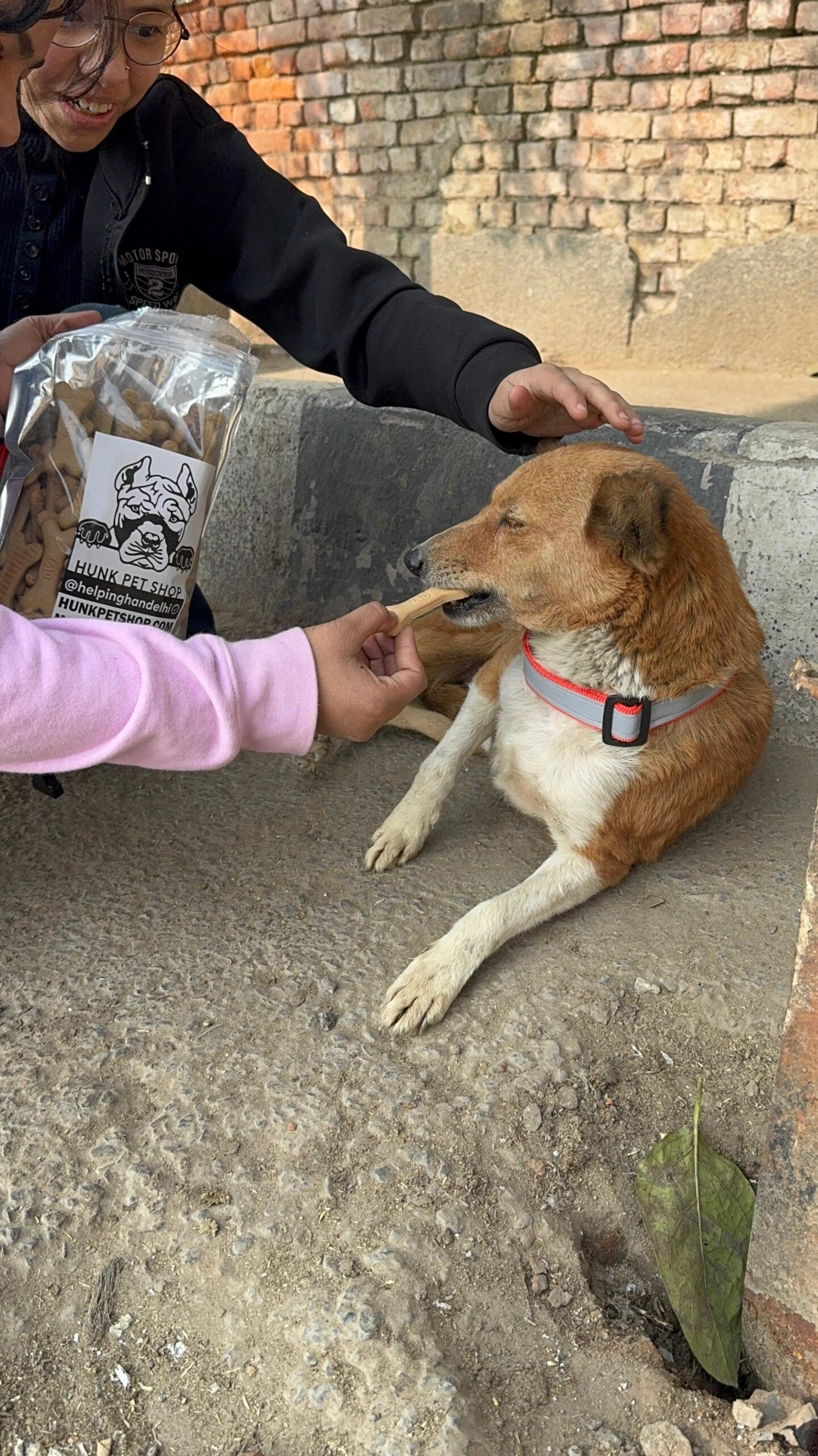 HUNK PET SHOP | REFLECTIVE DOG COLLAR , FEATURES WITH ADJUSTABLE AND DURABLE, NYLON DOG BELT , HEAVY METAL D-RING AND STRONG BUCKLE, FOR DOGS ( MULTICOLOUR) - Image 3
