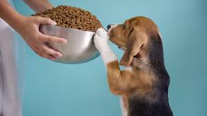 Dog Food
